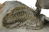 Triple Erbenochile Trilobite Association - Foum Zguid, Morocco #381177-5
